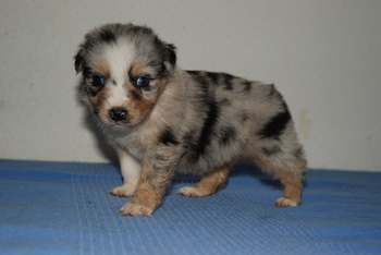 Australian Shepherd